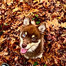 Maïlo a rejoint le concours — aidez-le/la à gagner de superbes lots ! puppy, dog, brown_fur, blue_eye, heterochromia, floppy_ears, open_mouth, pink_tongue, happy, looking_up, autumn, leaves, outdoors, forest_floor, nature, portrait, closeup, fluffy, playful, sneaker