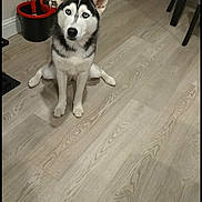 Nova is registered to the contest to win money with this photo: dog, husky, pet, indoor, floor, wooden_floor, sitting, black_and_white_fur, blue_eyes, mop_bucket, home_interior, window_blinds, wall, chair, curious, canine, animal, domestic, flooring, relaxed_pose