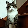 animal, cat, closeup, curious, cute, domestic, eyes, feline, fur, house, indoor, looking, pet, portrait, sitting, stairs, tabby, whiskers, white_fur, wood