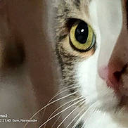 Ti Gris participe au concours pour gagner de l'argent avec cette photo : cat, close_up, eye, whiskers, nose, feline, pet, animal, face, fur, tabby, white, green_eye, indoor, portrait, soft_light, blurred_background, curious, whisker, macro