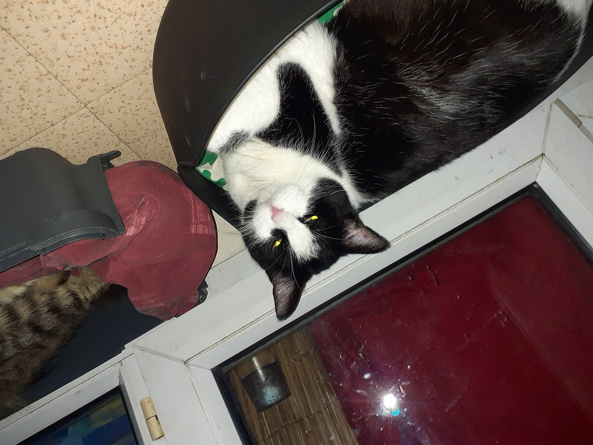 Clepto participe au concours pour gagner de l'argent avec cette photo : baseball_cap, canidae, cap, carnivore, cat, comfort, dog_breed, domestic_short_haired_cat, felidae, flooring, fur, hat, luggage_and_bags, small_to_medium_sized_cats, snout, sporting_group, tail, vertebrate, whiskers, wood