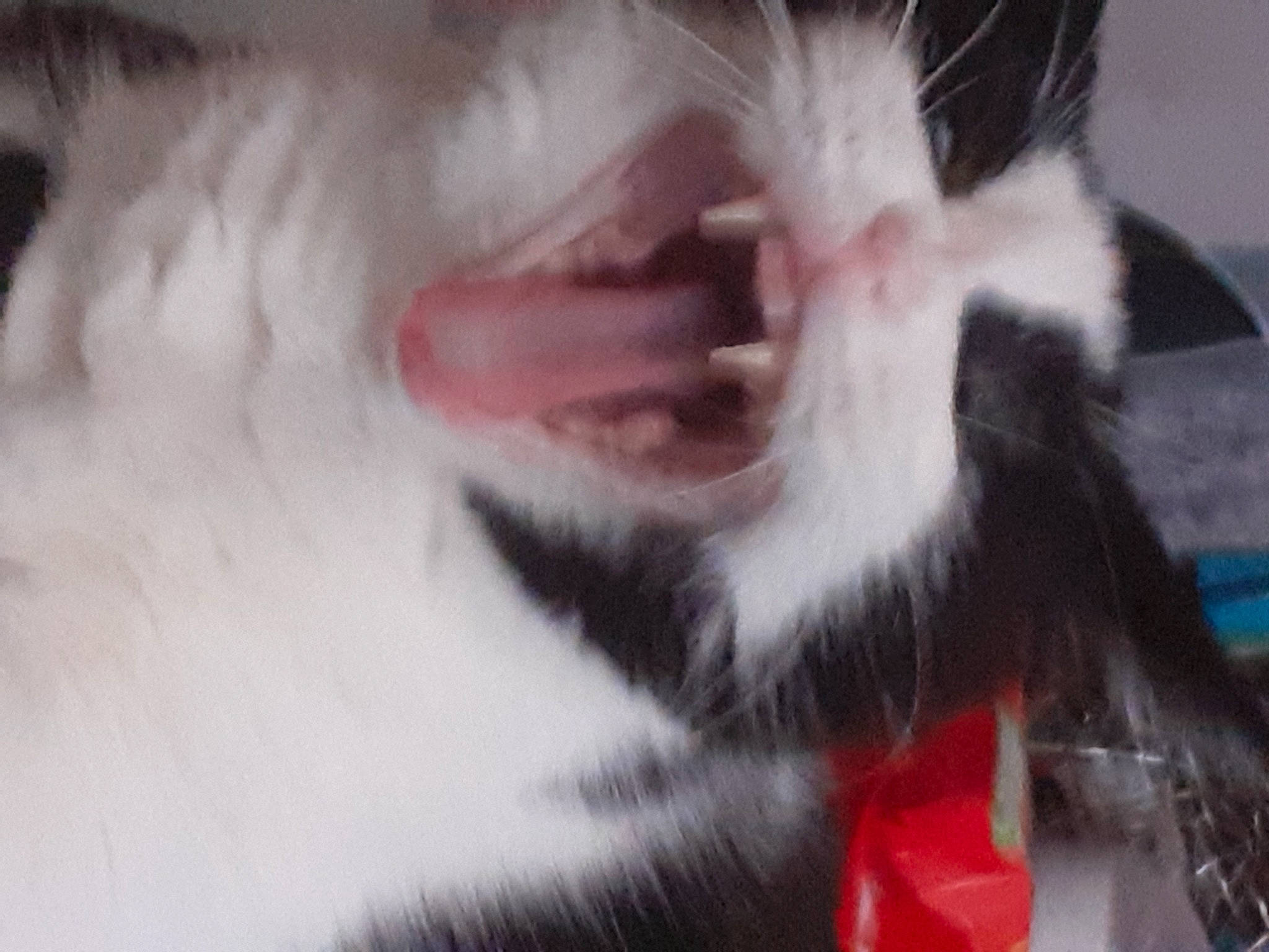 Clepto participe au concours pour gagner de l'argent avec cette photo : canidae, carnivore, cat, claw, companion_dog, dog_breed, domestic_short_haired_cat, ear, fang, felidae, fur, gesture, paw, small_to_medium_sized_cats, snout, tail, whiskers, yawn