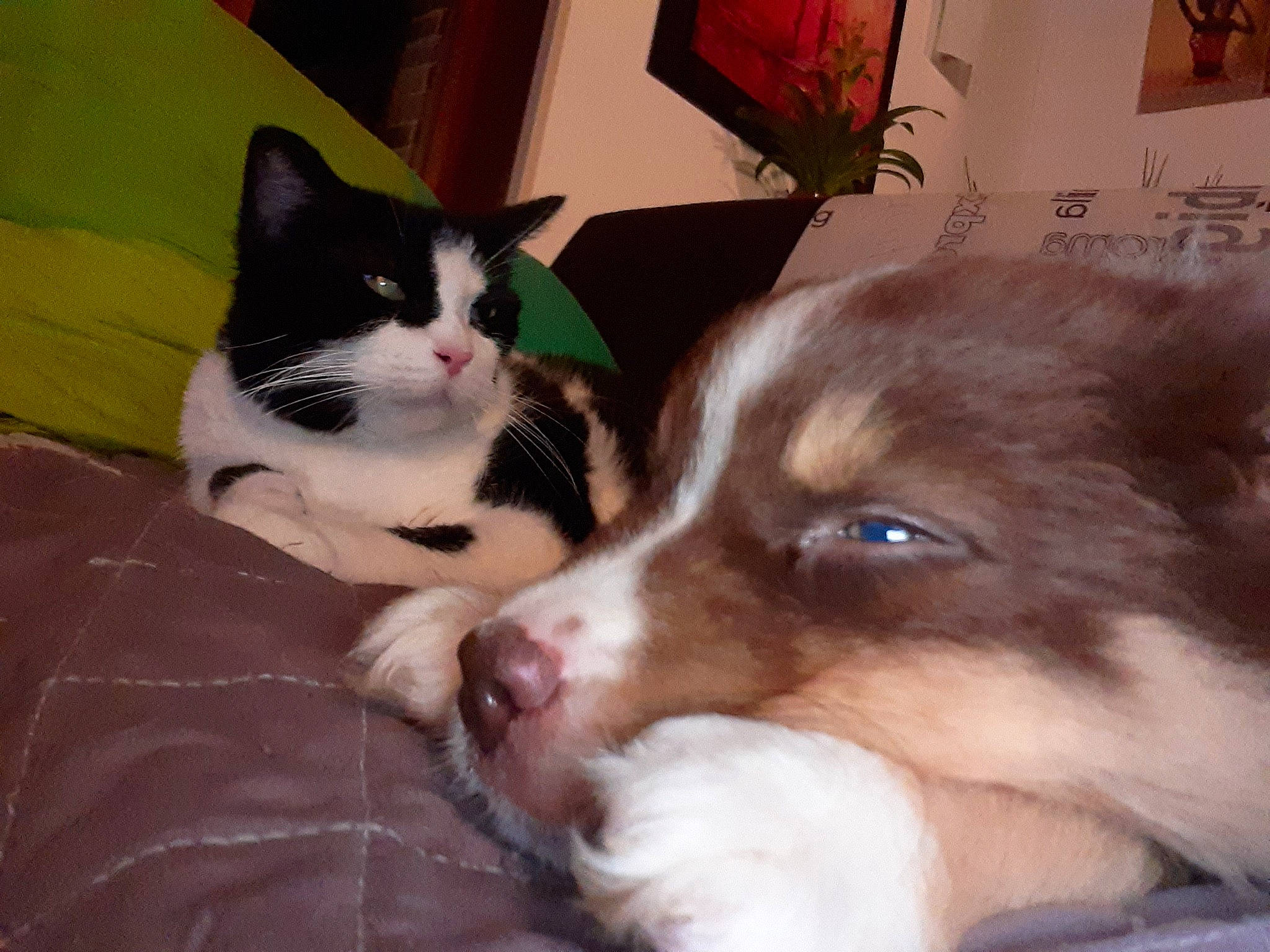 Clepto a rejoint le concours — aidez-le/la à gagner de superbes lots ! canidae, carnivore, cat, comfort, companion_dog, dog, dog_breed, domestic_short_haired_cat, felidae, fur, herding_dog, houseplant, liver, paw, plant, small_to_medium_sized_cats, snout, tail, whiskers, working_animal