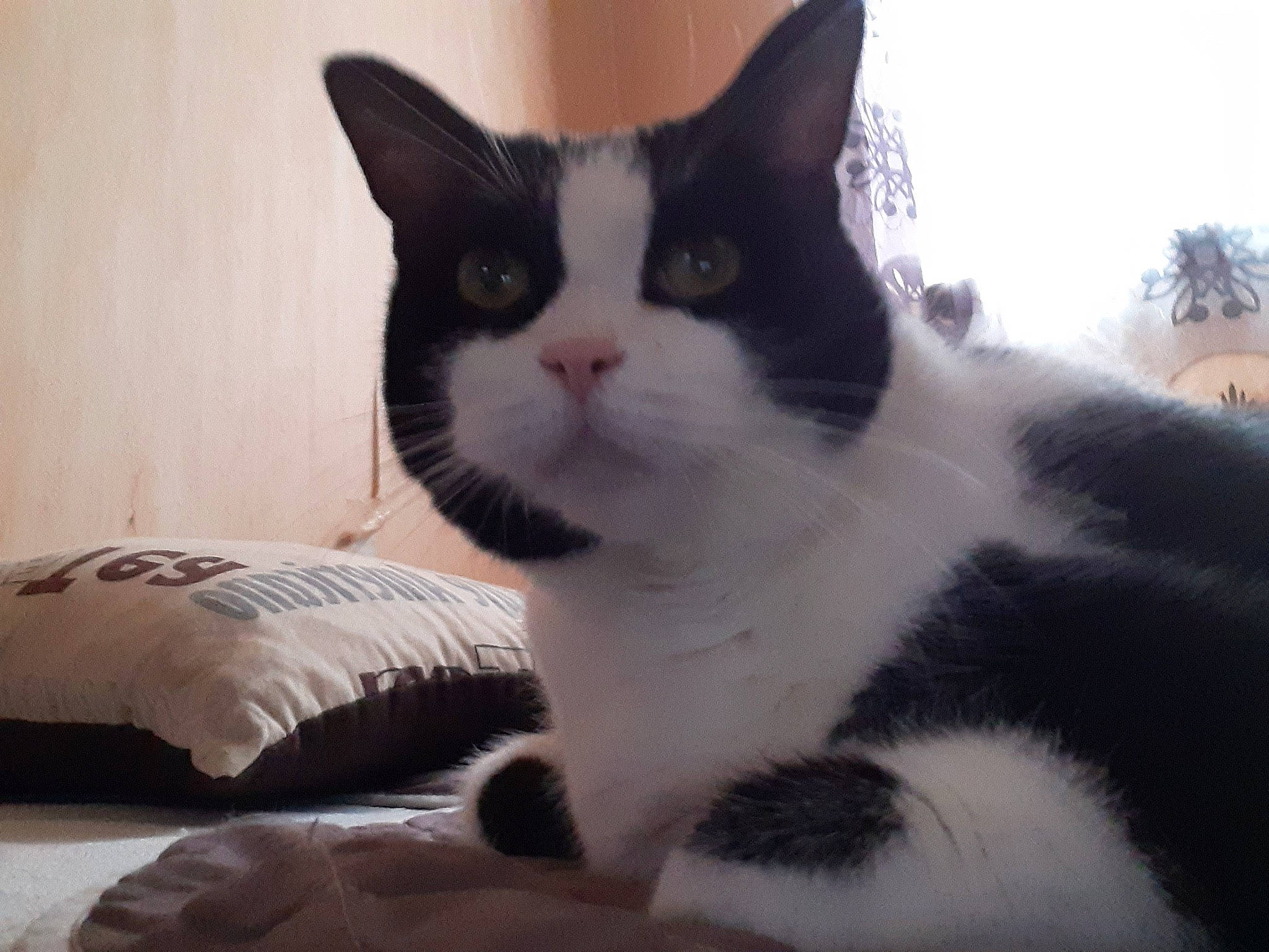 Clepto participe au concours pour gagner de l'argent avec cette photo : carnivore, cat, comfort, domestic_short_haired_cat, eye, eyebrow, felidae, fur, head, iris, leg, paw, sitting, sky, small_to_medium_sized_cats, snout, tail, terrestrial_animal, whiskers, window