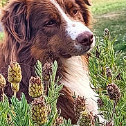 Ruby participe au concours pour gagner de l'argent avec cette photo : dog, brown, white, fluffy, outdoor, plants, flowers, greenery, garden, nature, pet, canine, portrait, closeup, fur, snout, ears, peaceful, background, daylight