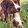 dog, brown, white, fluffy, outdoor, plants, flowers, greenery, garden, nature, pet, canine, portrait, closeup, fur, snout, ears, peaceful, background, daylight