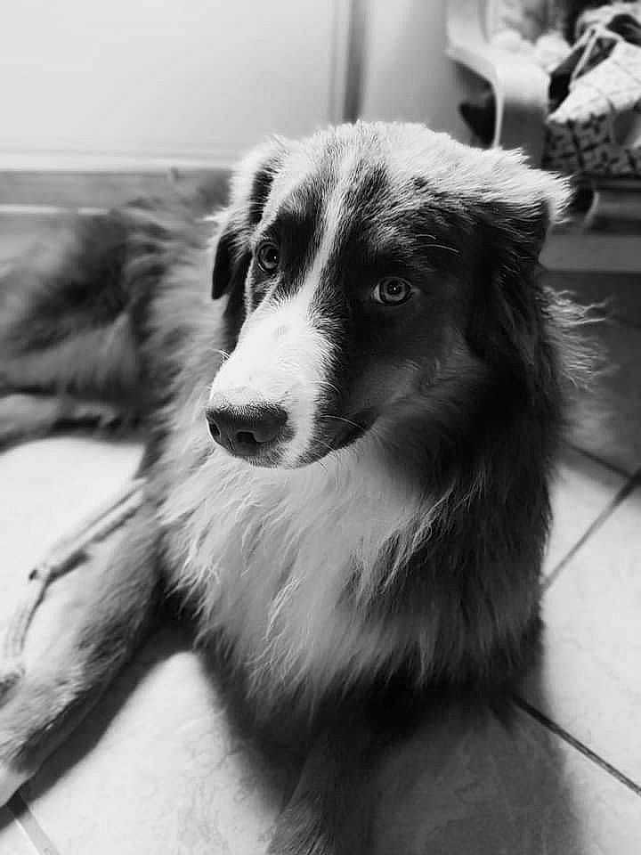 Ruby participe au concours pour gagner de l'argent avec cette photo : black_and_white, border_collie, canidae, carnivore, companion_dog, dog, dog_breed, fur, herding_dog, monochrome, monochrome_photography, photography, snout, sporting_group, style, terrestrial_animal, whiskers, working_dog