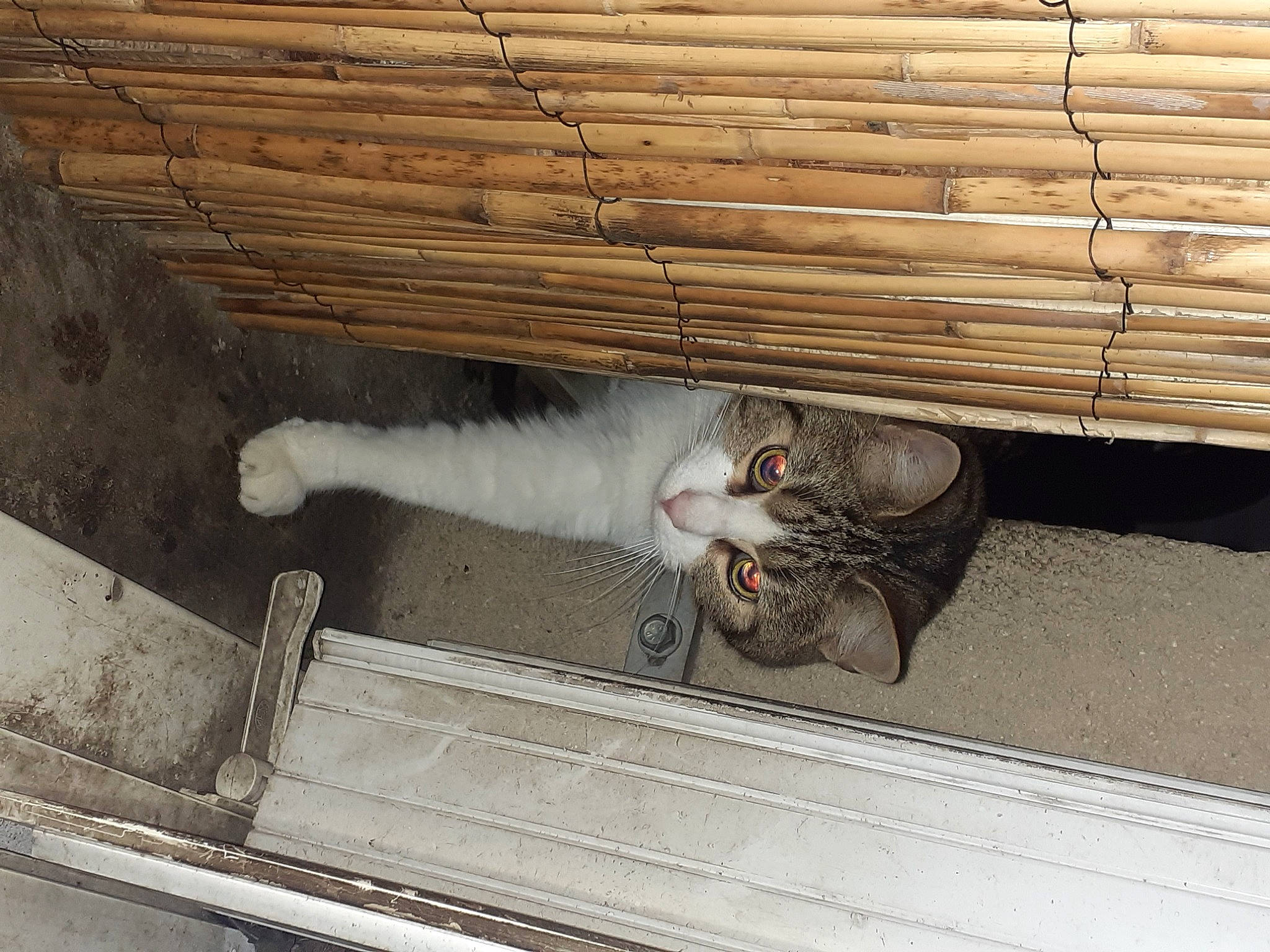 Guizmo participe au concours pour gagner de l'argent avec cette photo : automotive_exterior, automotive_tire, carnivore, cat, concrete, domestic_short_haired_cat, felidae, fur, grey, hardwood, mammal, metal, paw, small_to_medium_sized_cats, tail, vertebrate, whiskers, window, wood, wood_stain