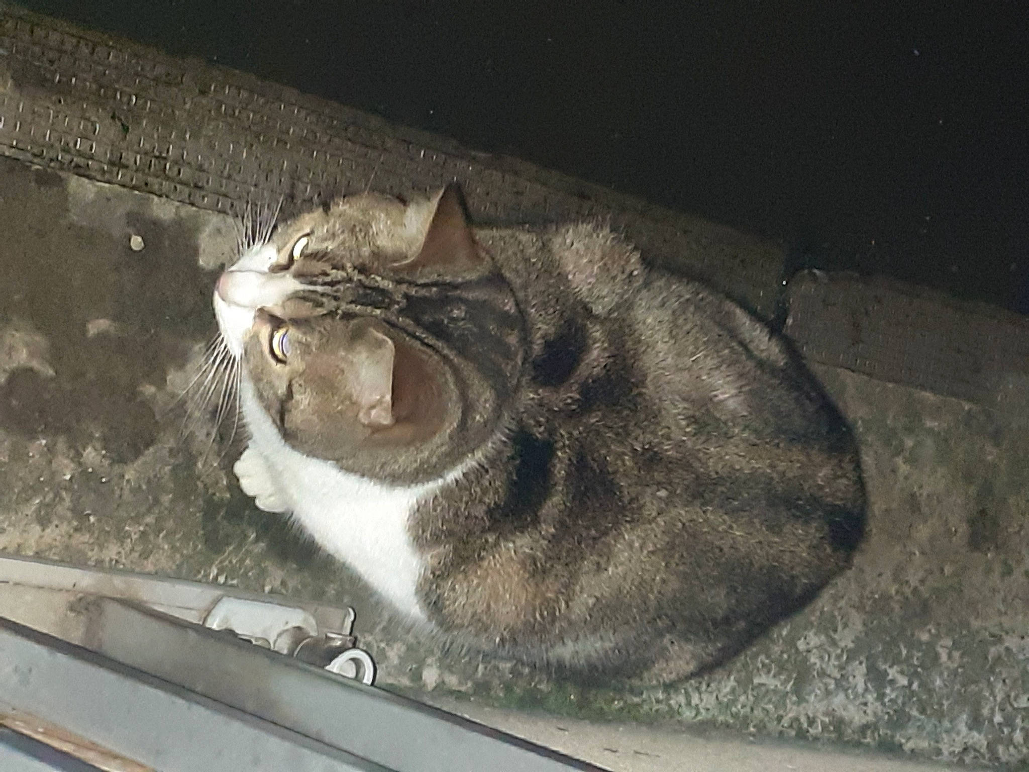 Guizmo participe au concours pour gagner de l'argent avec cette photo : asphalt, auto_part, automotive_exterior, automotive_lighting, carnivore, cat, domestic_short_haired_cat, felidae, fur, glass, headlamp, motor_vehicle, small_to_medium_sized_cats, tail, terrestrial_animal, vehicle, vehicle_door, whiskers, window, windshield