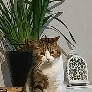 Guizmo a rejoint le concours — aidez-le/la à gagner de superbes lots ! animal, cat, decorative_lantern, domestic_animal, feline, fur, home, houseplant, indoor, pet, plant, pot, quiet, shadow, sitting, still_life, tabby, wall, whiskers, white