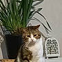 animal, cat, decorative_lantern, domestic_animal, feline, fur, home, houseplant, indoor, pet, plant, pot, quiet, shadow, sitting, still_life, tabby, wall, whiskers, white