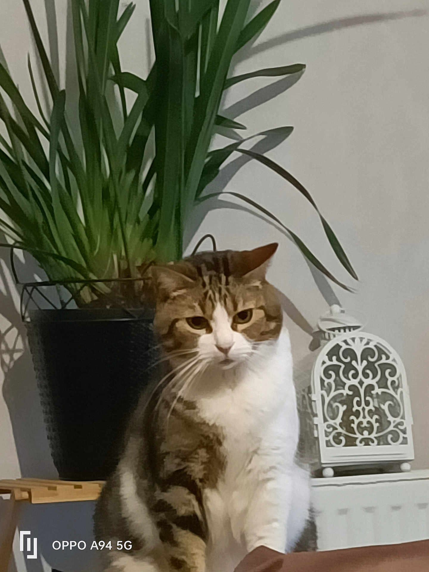 Guizmo