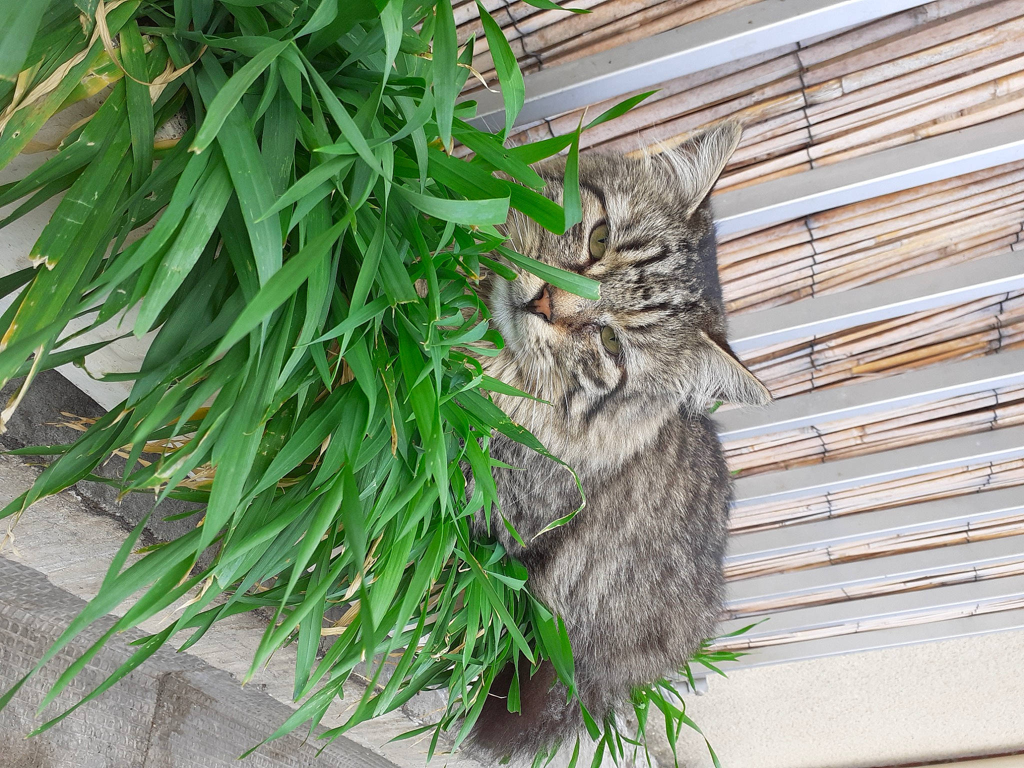 Tiger a rejoint le concours — aidez-le/la à gagner de superbes lots ! carnivore, cat, domestic_short_haired_cat, felidae, flowerpot, fur, grass, grass_family, groundcover, herb, houseplant, plant, sedge_family, small_to_medium_sized_cats, snout, tail, terrestrial_animal, terrestrial_plant, whiskers, wood