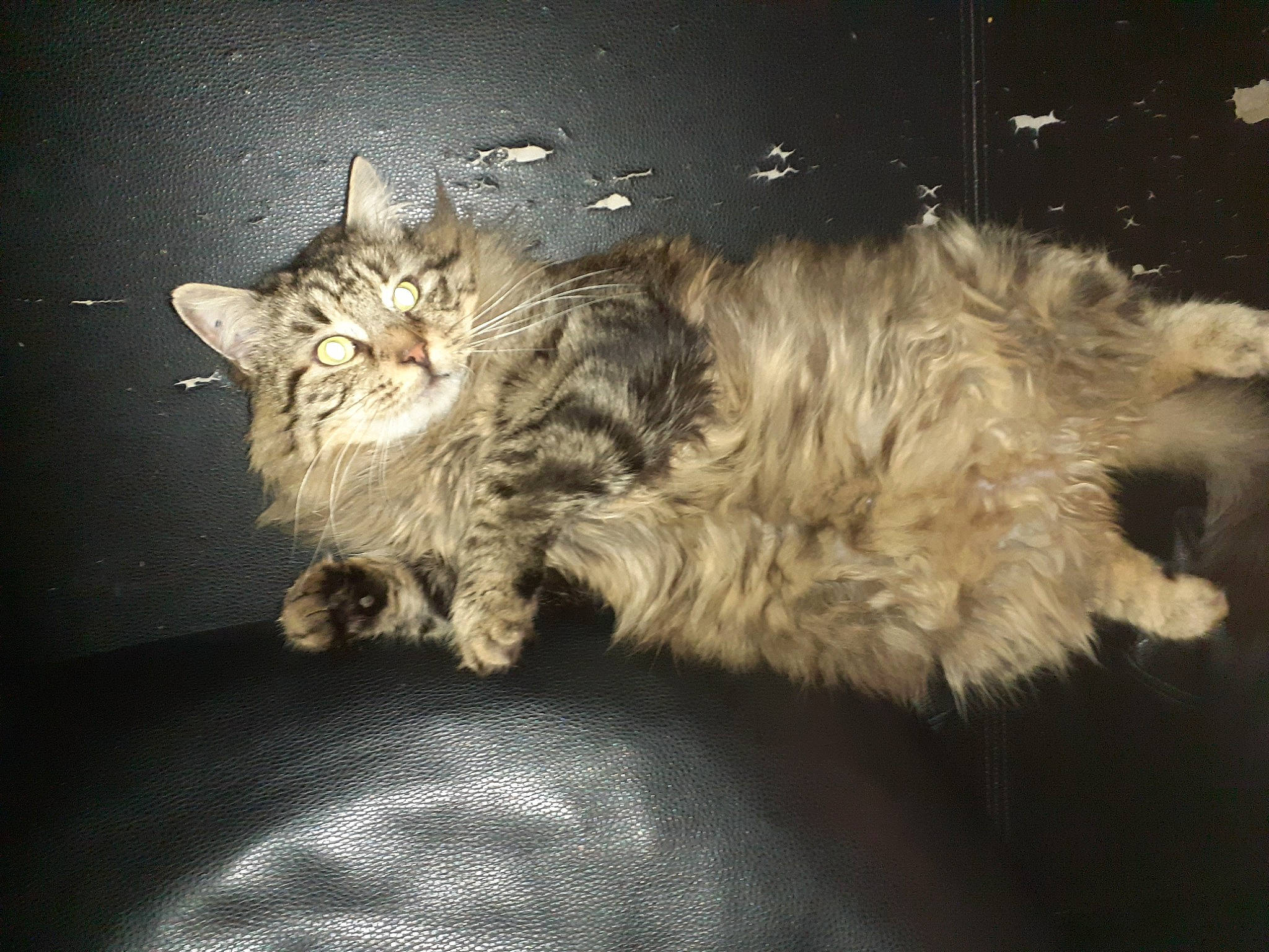 Tiger a rejoint le concours — aidez-le/la à gagner de superbes lots ! carnivore, cat, claw, darkness, domestic_short_haired_cat, felidae, fur, paw, small_to_medium_sized_cats, tail, terrestrial_animal, whiskers