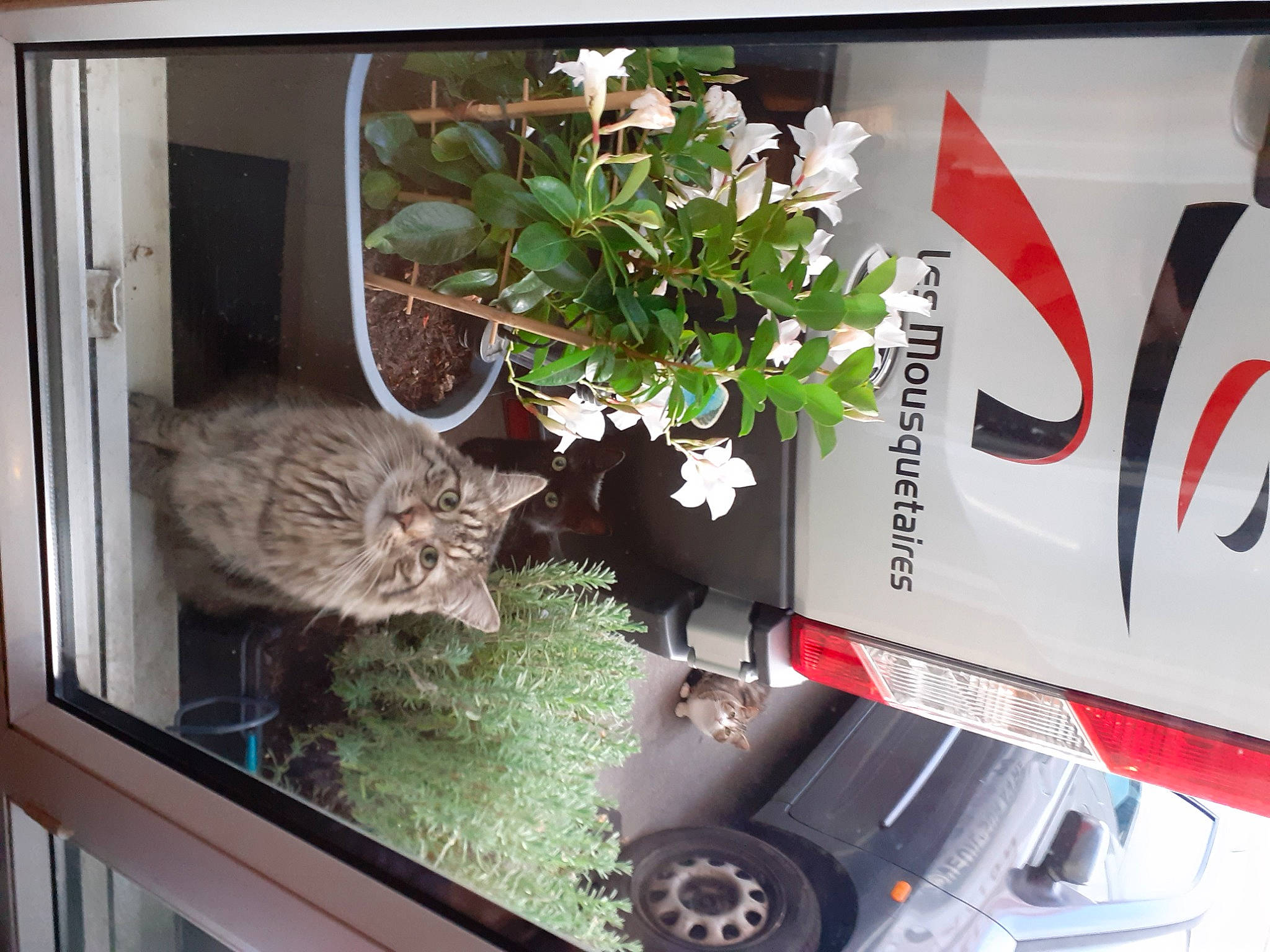 Tiger participe au concours pour gagner de l'argent avec cette photo : automotive_exterior, automotive_lighting, automotive_tail_brake_light, automotive_tire, car, carnivore, cat, felidae, fender, flower, flowerpot, houseplant, motor_vehicle, plant, tire, vehicle, vehicle_registration_plate, wheel, whiskers, window