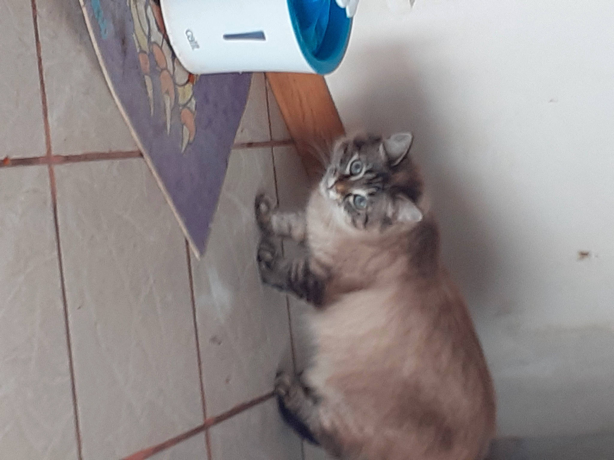 Perle a rejoint le concours — aidez-le/la à gagner de superbes lots ! carnivore, cat, domestic_short_haired_cat, felidae, floor, flooring, fur, grey, hardwood, home_appliance, mammal, paw, room, small_to_medium_sized_cats, tail, whiskers, wood