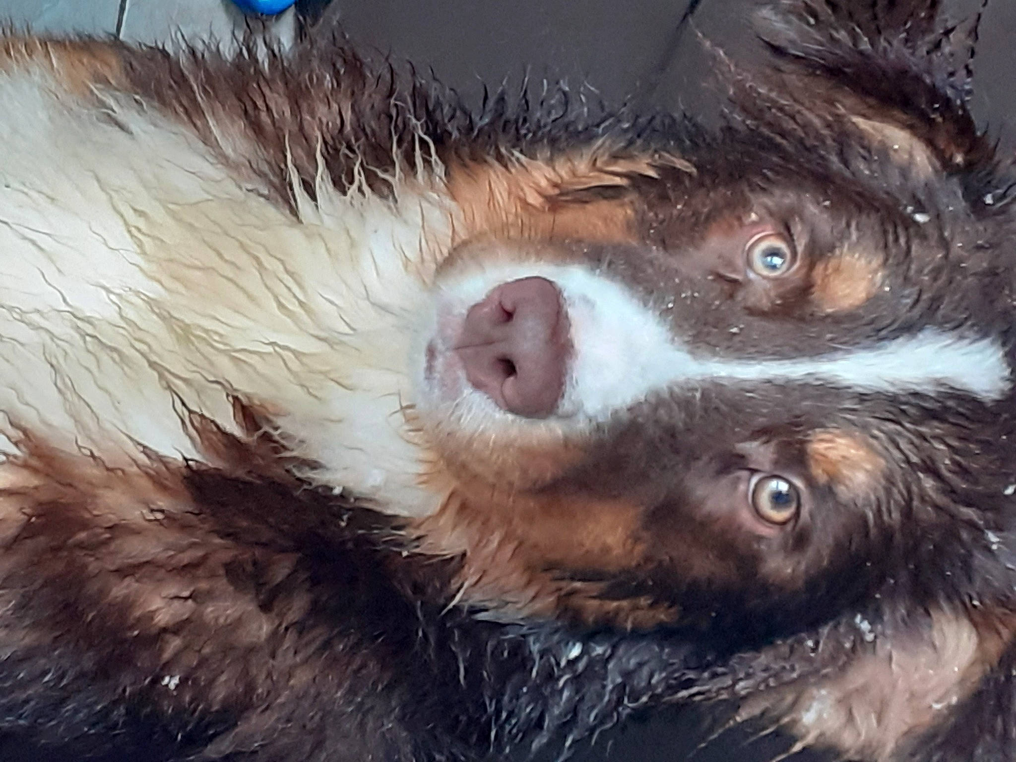 R'N-b a rejoint le concours — aidez-le/la à gagner de superbes lots ! canidae, carnivore, claw, dog_breed, ear, eyelash, fur, jaw, liver, painting, paw, rodent, snout, sporting_group, terrestrial_animal, whiskers, wildlife, working_animal