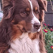R'N-b a rejoint le concours — aidez-le/la à gagner de superbes lots ! dog, animal, pet, fluffy, brown, white, tri_color, outdoor, flowers, greenery, nature, portrait, close_up, fur, muzzle, ears, garden, calm, serene, side_view