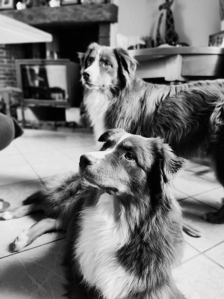 R'N-b participe au concours pour gagner de l'argent avec cette photo : balloon, black, black_and_white, canidae, carnivore, companion_dog, dog, dog_breed, flooring, fur, herding_dog, monochrome, monochrome_photography, photograph, snapshot, sporting_group, style, whiskers, white, working_dog