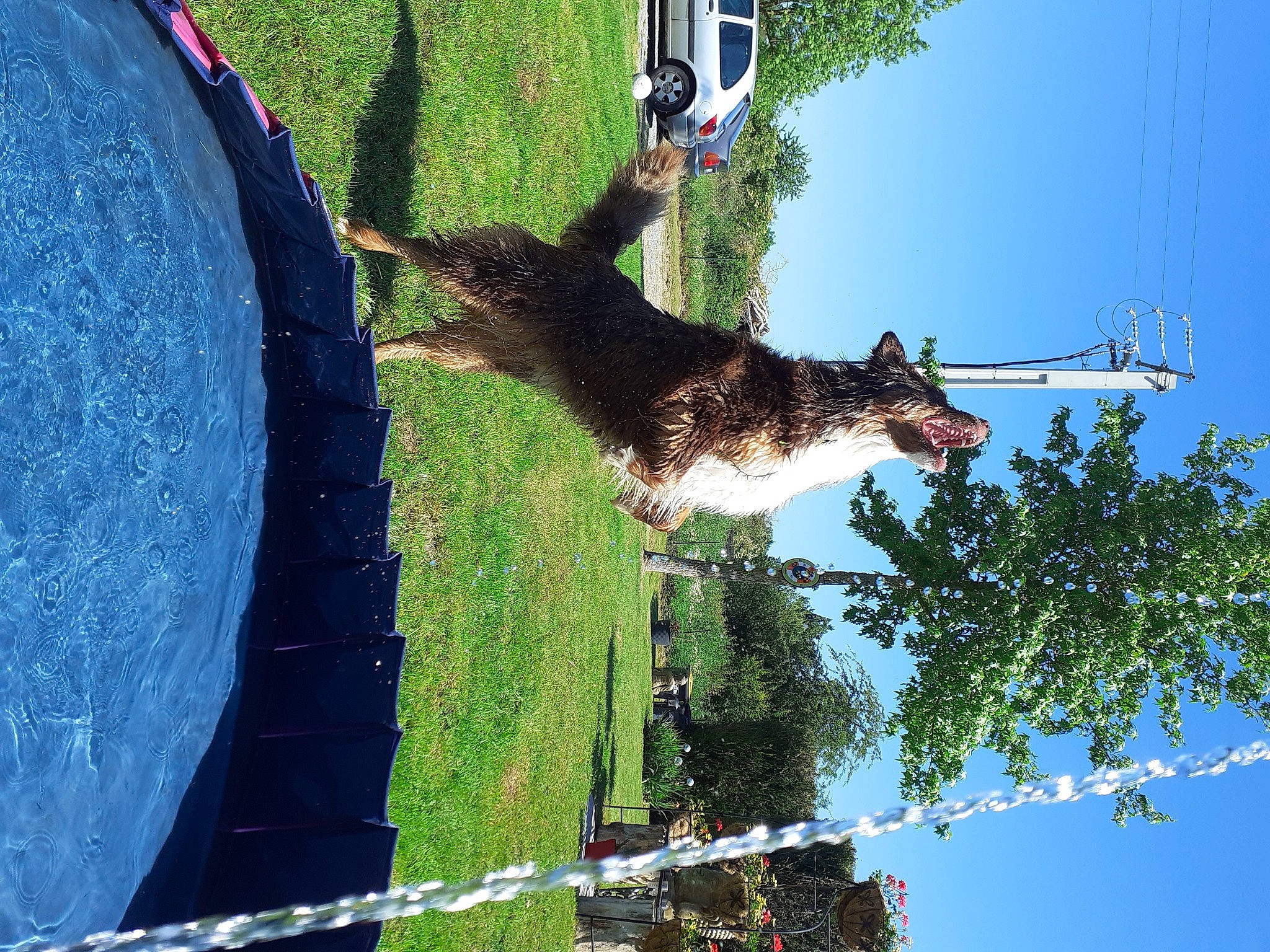 R'N-b participe au concours pour gagner de l'argent avec cette photo : biome, dog, fun, grass, green, landscape, leisure, light, line, nature, plant, pole, sky, slope, tail, tree, trunk, twig, woody_plant, world