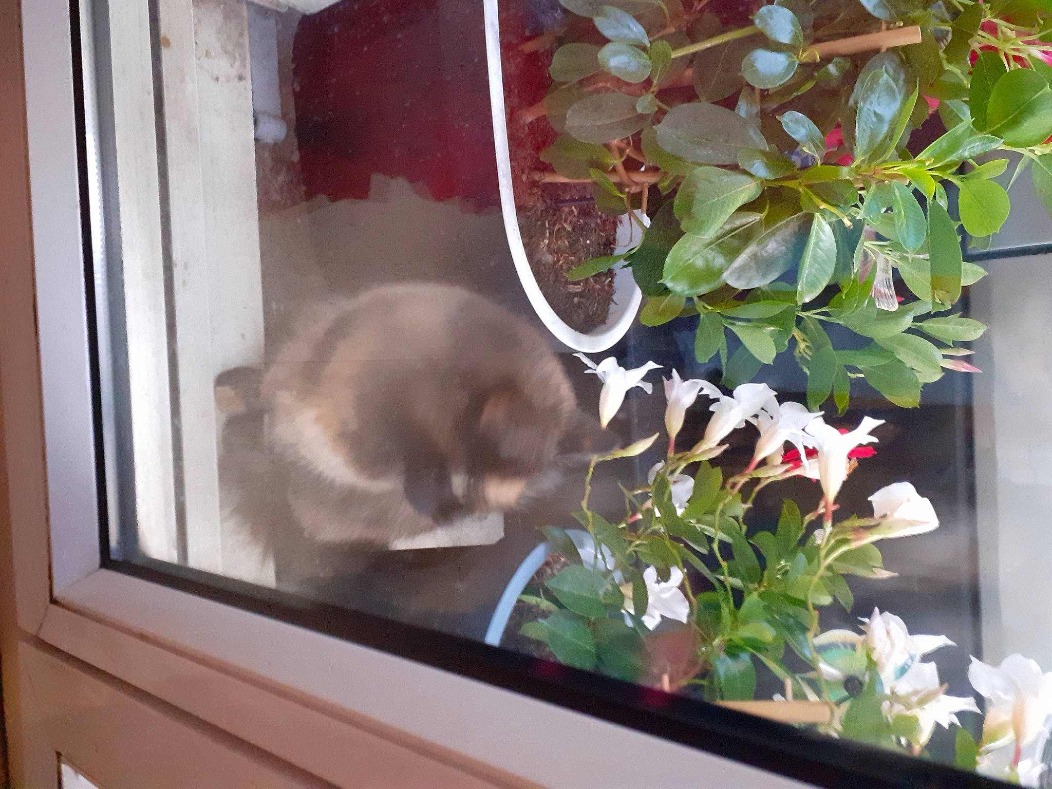 Tite écaille a rejoint le concours — aidez-le/la à gagner de superbes lots ! annual_plant, carnivore, cat, domestic_rabbit, fawn, felidae, flower, flowering_plant, flowerpot, houseplant, organism, petal, plant, rabbit, rabbits_and_hares, room, small_to_medium_sized_cats, snapshot, whiskers, window