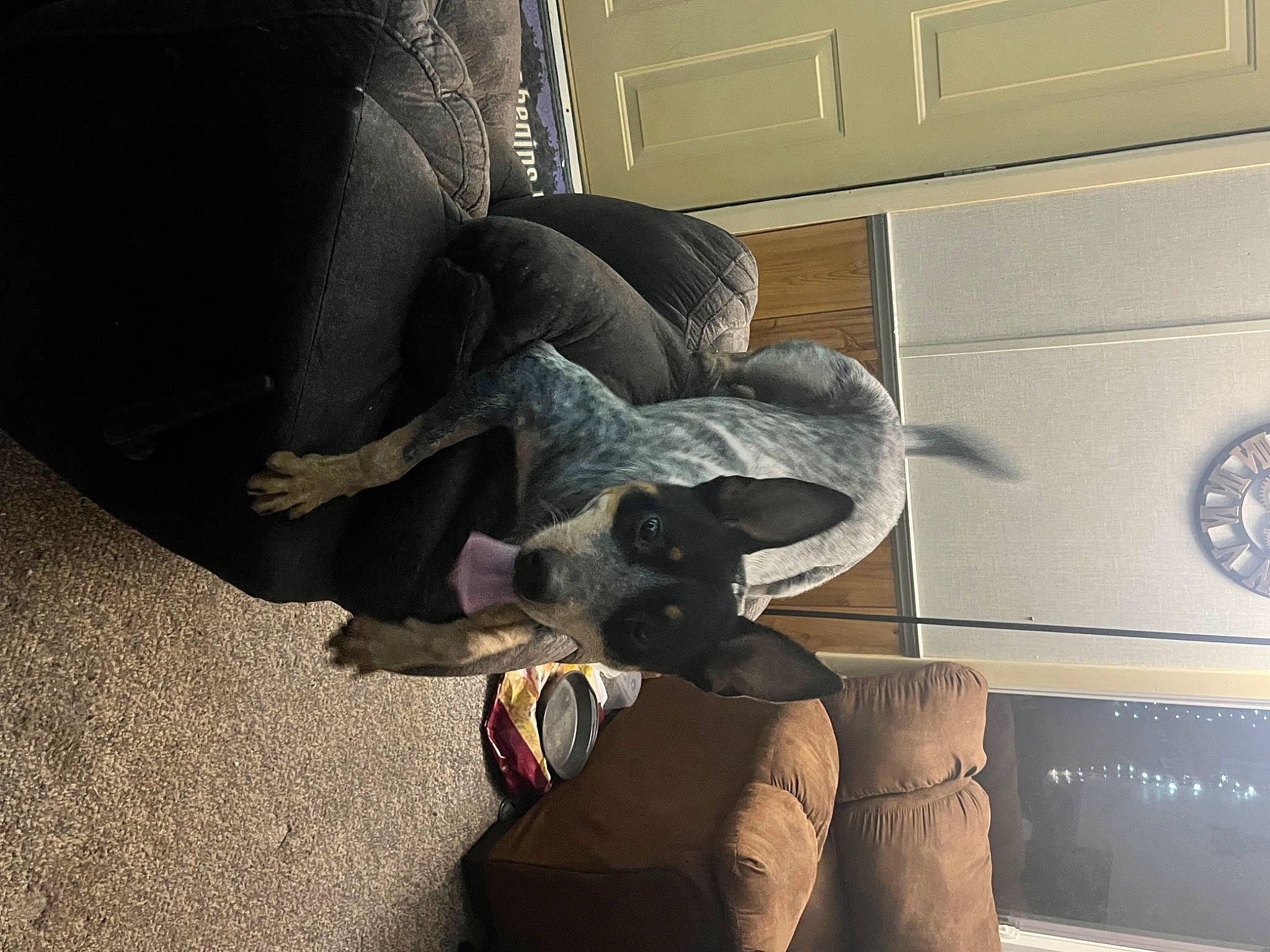 Crush joined the competition — help win amazing prizes! bag, cabinetry, canidae, carnivore, comfort, companion_dog, couch, dog, dog_breed, fawn, flooring, fur, grey, leg, luggage_and_bags, room, sitting, sofa_bed, sporting_group, tail