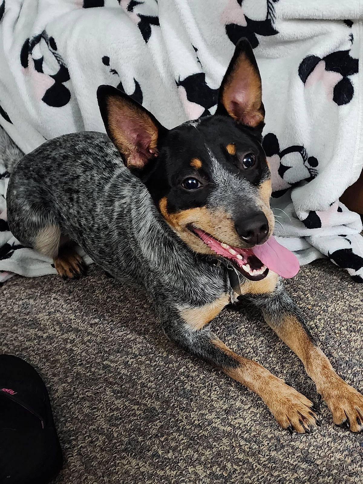 Crush is registered to the contest to win money with this photo: canidae, carnivore, companion_dog, dog, dog_breed, east_european_shepherd, fur, guard_dog, herding_dog, pattern, paw, sporting_group, working_animal, working_dog