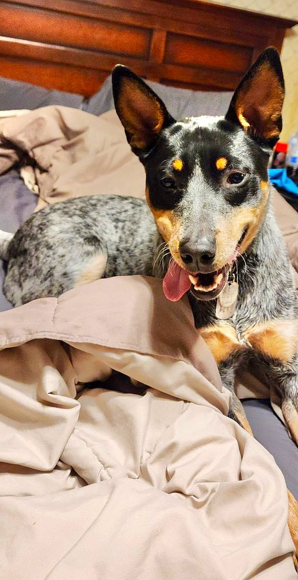 Crush joined the competition — help win amazing prizes! canidae, carnivore, collar, companion_dog, dog, dog_breed, ear, fur, guard_dog, snout, sporting_group, texas_heeler, toy_dog, whiskers, working_animal, working_dog