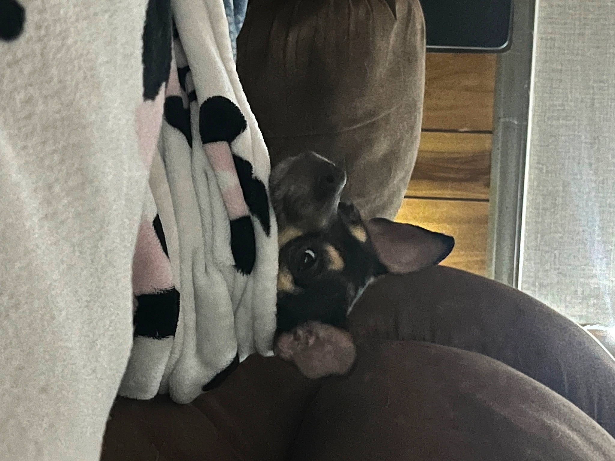 Tito is registered to the contest to win money with this photo: canidae, carnivore, comfort, companion_dog, dog, dog_breed, door, fawn, felidae, foot, grey, human_leg, leg, small_to_medium_sized_cats, snout, sporting_group, tail, tints_and_shades, whiskers, working_animal