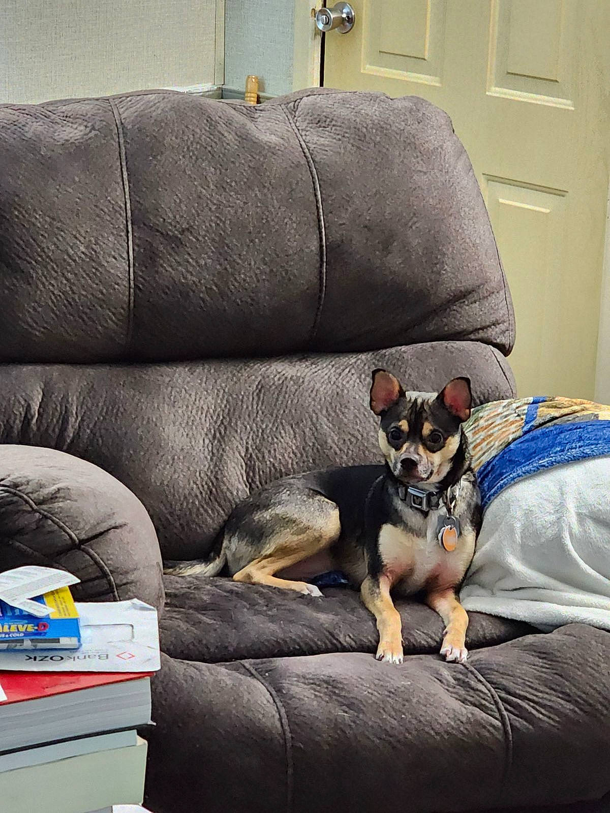 Tito is registered to the contest to win money with this photo: carnivore, comfort, companion_dog, couch, dog, dog_breed, dog_supply, door, electric_blue, fawn, furniture, living_room, mammal, pillow, sofa_bed, sporting_group, studio_couch, toy_dog, vertebrate, working_animal