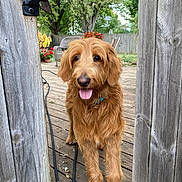Bentley joined the competition — help win amazing prizes! accessories, animal, architecture, building, canine, dog, grass, indoors, interiordesign, jar, outdoors, pet, plant, planter, pottedplant, puppy, shelter, strap, tree, wood