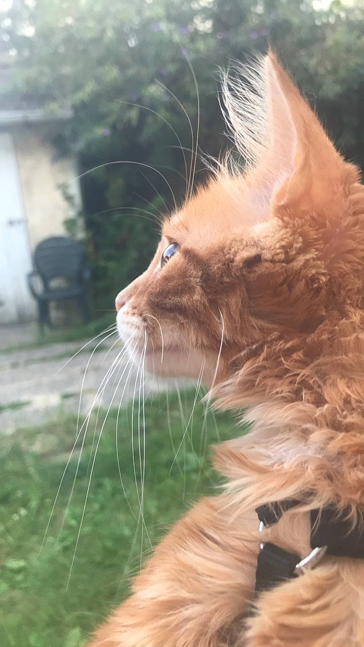 Maïko a rejoint le concours — aidez-le/la à gagner de superbes lots ! carnivore, cat, domestic_long_haired_cat, fawn, felidae, fur, maine_coon, organism, small_to_medium_sized_cats, snout, whiskers