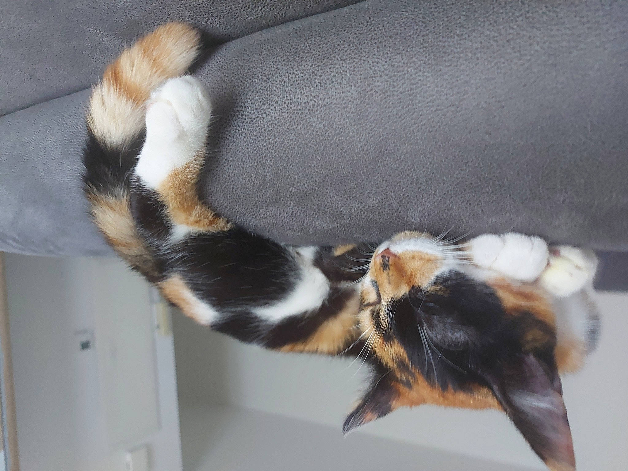 Sweetie a rejoint le concours — aidez-le/la à gagner de superbes lots ! canidae, carnivore, cat, claw, comfort, dog_breed, domestic_short_haired_cat, fawn, felidae, fur, leg, paw, plant, room, small_to_medium_sized_cats, strap, tail, terrestrial_animal, whiskers, wood