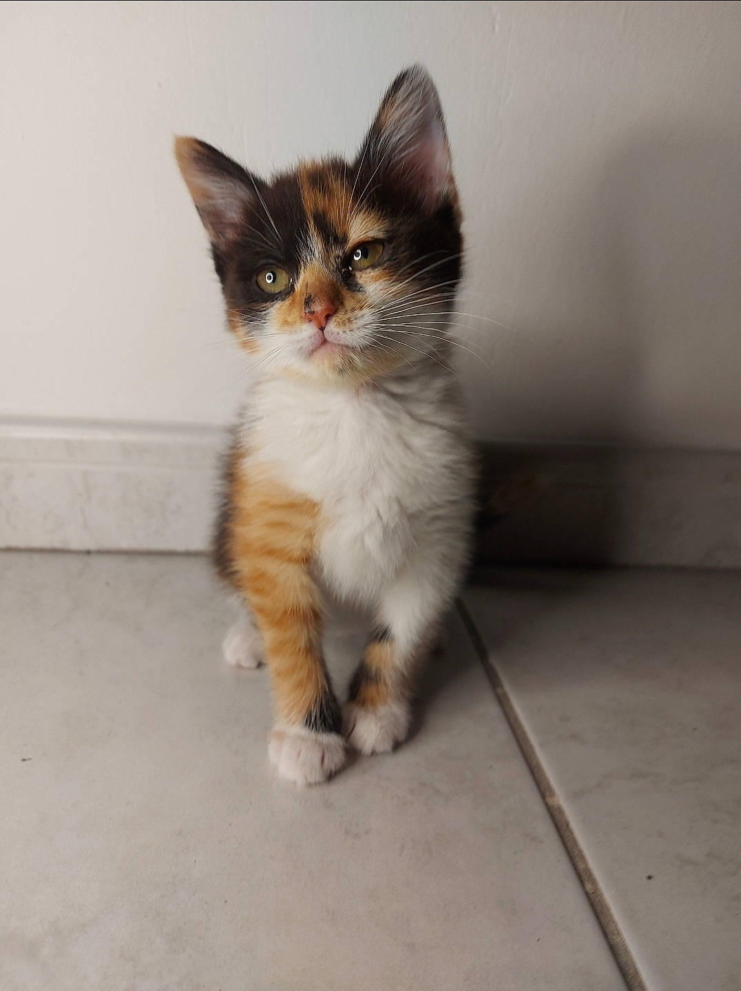 Sweetie participe au concours pour gagner de l'argent avec cette photo : carnivore, cat, claw, domestic_short_haired_cat, fawn, felidae, floor, flooring, foot, fur, hardwood, paw, road_surface, sitting, small_to_medium_sized_cats, snout, tail, tile_flooring, whiskers, wood