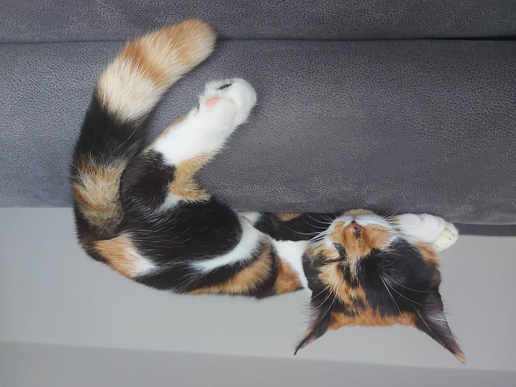 Sweetie a rejoint le concours — aidez-le/la à gagner de superbes lots ! carnivore, cat, claw, comfort, couch, domestic_short_haired_cat, felidae, foot, fur, mammal, paw, small_to_medium_sized_cats, snout, tail, terrestrial_animal, vertebrate, whiskers, wildlife