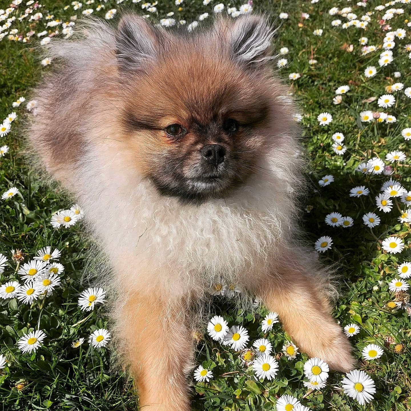 Sushi participe au concours pour gagner de l'argent avec cette photo : canidae, carnivore, companion_dog, dog, dog_breed, fawn, flower, fur, german_spitz, grass, groundcover, petal, plant, snout, sporting_group, tail, terrestrial_animal, toy_dog, wildlife, working_animal