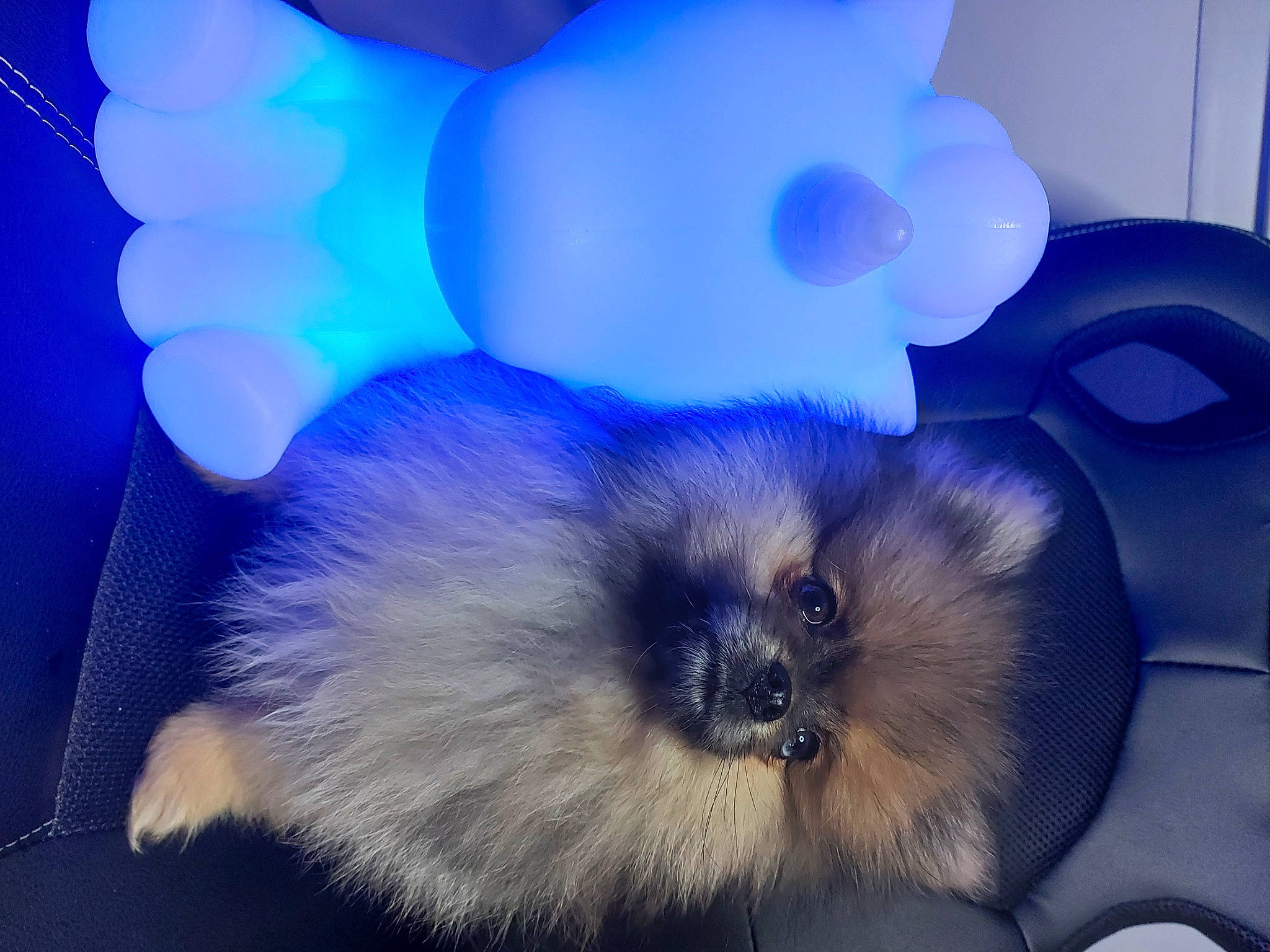 Sushi participe au concours pour gagner de l'argent avec cette photo : balinese, birman, blue, carnivore, cat, companion_dog, dog_breed, electric_blue, event, fawn, felidae, fur, light, petal, siamese, small_to_medium_sized_cats, toy_dog, whiskers