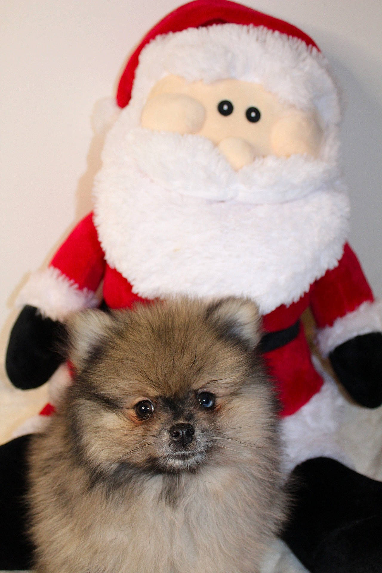 Sushi a rejoint le concours — aidez-le/la à gagner de superbes lots ! beard, carnivore, christmas, companion_dog, costume_hat, dog, dog_breed, dog_supply, event, fawn, fictional_character, hat, head, holiday, lap, mammal, santa_claus, toy, toy_dog, working_animal