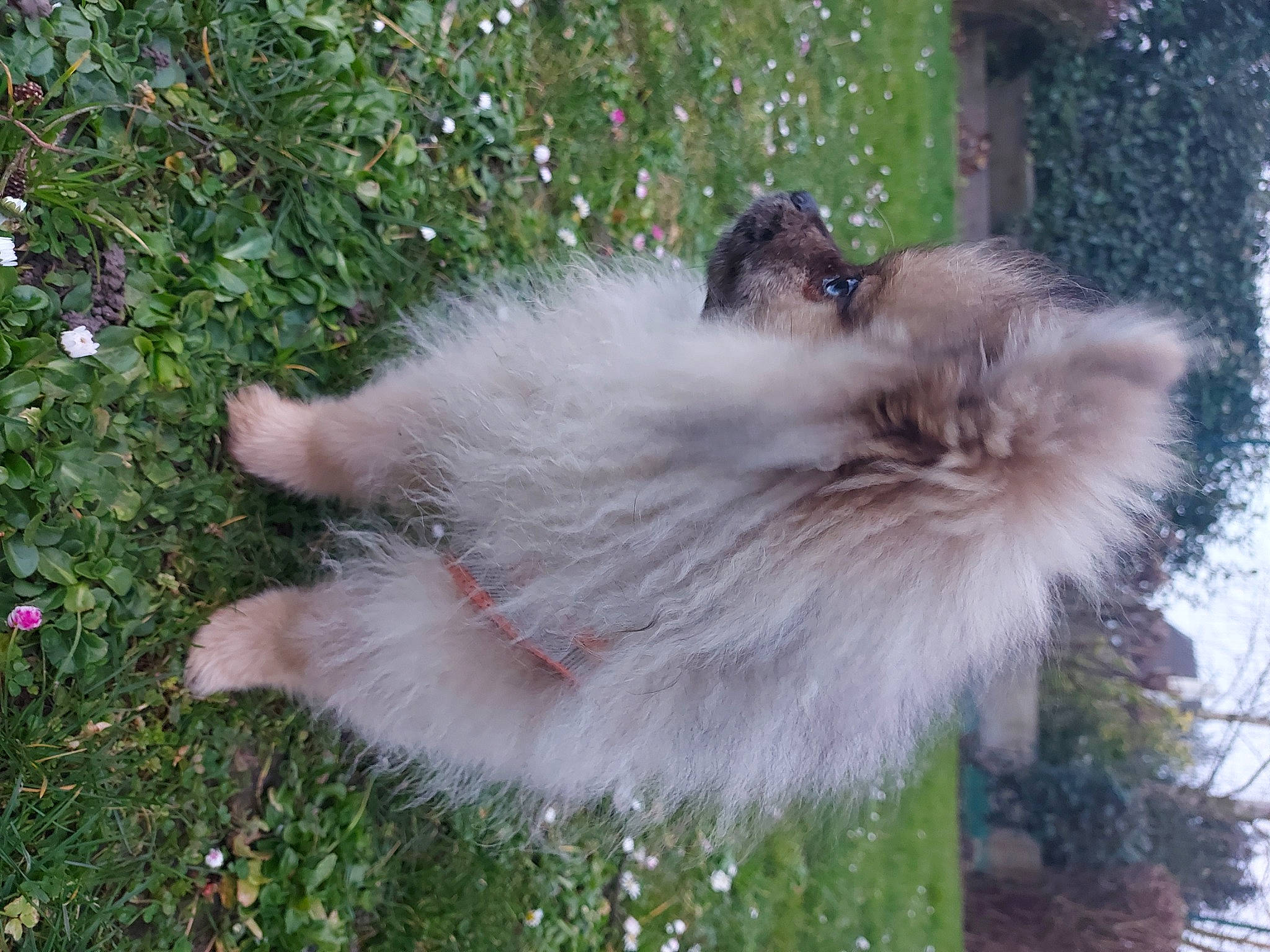 Sushi participe au concours pour gagner de l'argent avec cette photo : birman, canidae, carnivore, companion_dog, dog_breed, fashion_accessory, fawn, felidae, fur, german_spitz, german_spitz_klein, german_spitz_mittel, grass, plant, small_to_medium_sized_cats, snout, spitz, sporting_group, tail, whiskers