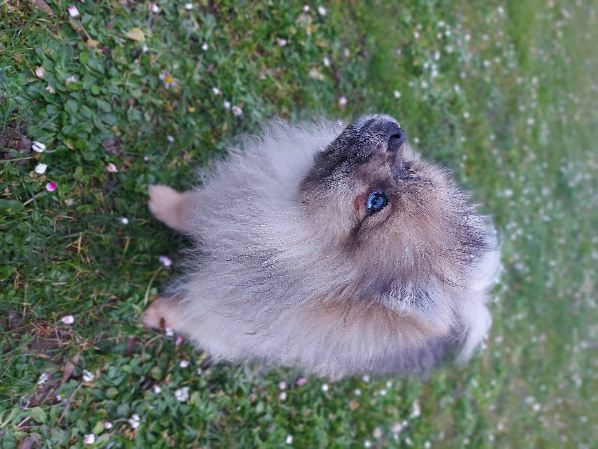 Sushi a rejoint le concours — aidez-le/la à gagner de superbes lots ! balinese, birman, british_longhair, canidae, carnivore, companion_dog, dog_breed, fawn, felidae, fur, german_spitz, german_spitz_mittel, grass, marsupial, non_sporting_group, small_to_medium_sized_cats, snout, tail, whiskers, wildlife