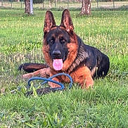 Alky a rejoint le concours — aidez-le/la à gagner de superbes lots ! animal, canine, dog, ears_up, fence, german_shepherd, grass, greenery, happy, leash, lying_down, muzzle, nature, outdoor, park, pet, summer, sunlight, tongue_out, tree