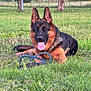 animal, canine, dog, ears_up, fence, german_shepherd, grass, greenery, happy, leash, lying_down, muzzle, nature, outdoor, park, pet, summer, sunlight, tongue_out, tree