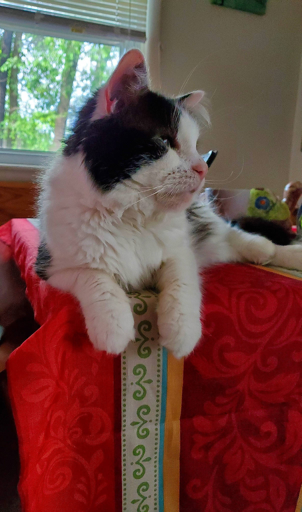 Roadkill joined the competition — help win amazing prizes! carnivore, cat, felidae, fur, kitten, mammal, norwegian_forest_cat, paw, polydactyl_cat, selkirk_rex, small_to_medium_sized_cats, tail, whiskers