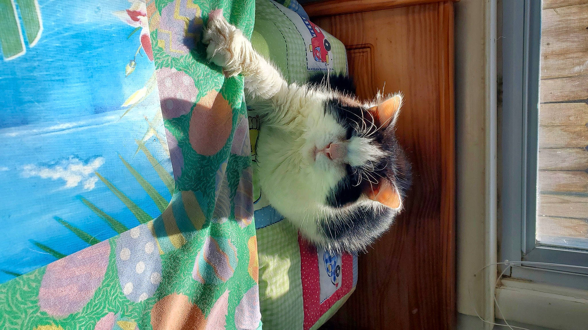 Roadkill joined the competition — help win amazing prizes! animal_shelter, art, carnivore, cat, claw, domestic_short_haired_cat, fawn, felidae, fur, linens, pattern, pet_supply, plaid, small_to_medium_sized_cats, snout, tail, tartan, textile, whiskers, window