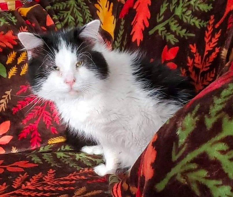 Roadkill is registered to the contest to win money with this photo: american_wirehair, carnivore, cat, cymric, domestic_long_haired_cat, domestic_short_haired_cat, european_shorthair, felidae, kitten, mammal, norwegian_forest_cat, plant, polydactyl_cat, small_to_medium_sized_cats, tree, whiskers