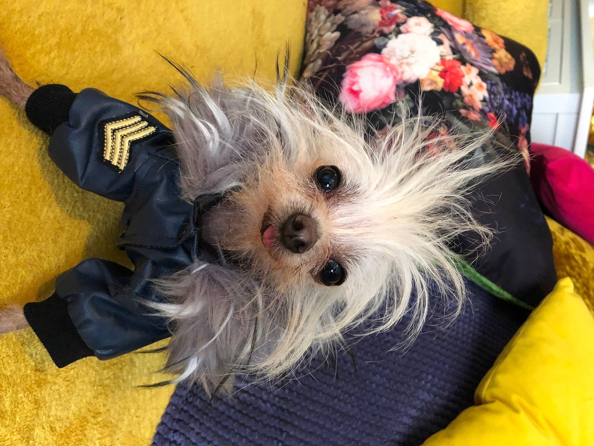 Tommy is registered to the contest to win money with this photo: carnivore, collar, companion_dog, dog, dog_breed, dog_clothes, dog_collar, dog_supply, fashion_accessory, fawn, fur, pet_supply, puppy_love, shih_poo, small_terrier, snout, terrier, toy_dog, working_animal, yorkshire_terrier