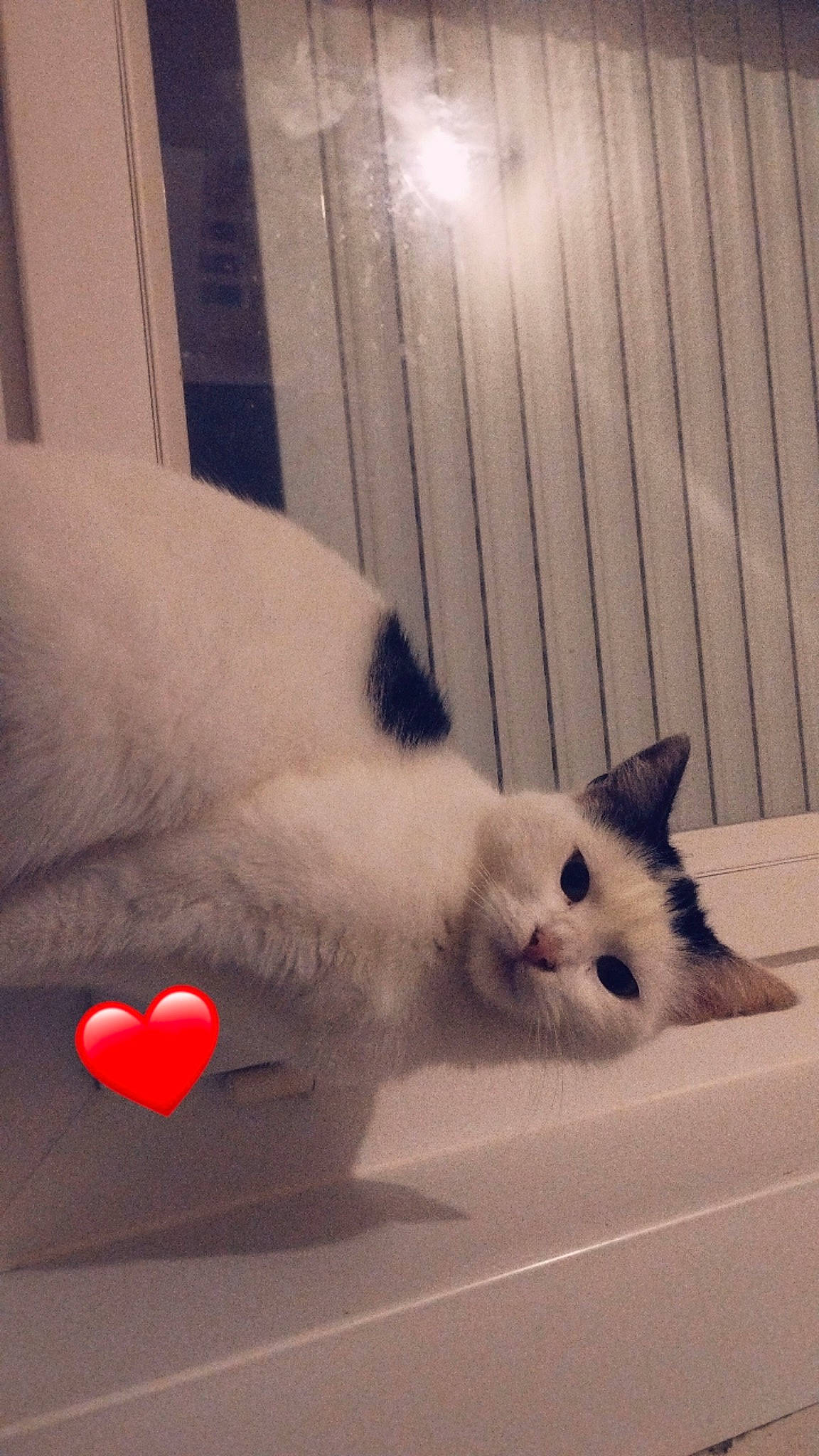 Panda participe au concours pour gagner de l'argent avec cette photo : carmine, carnivore, cat, claw, comfort, domestic_short_haired_cat, eye, felidae, foot, fur, hand, head, leg, nose, paw, small_to_medium_sized_cats, snout, tail, whiskers, wood