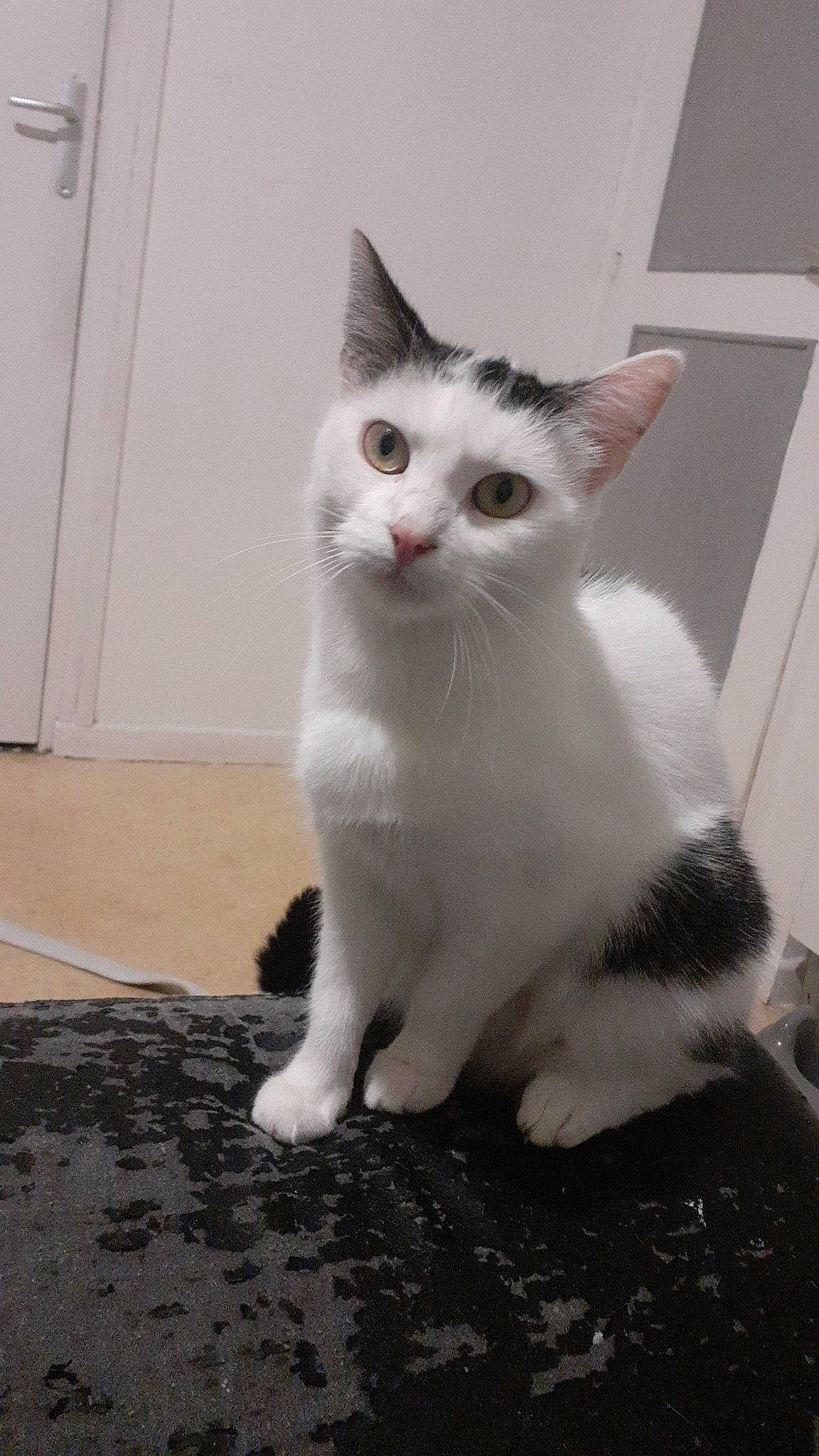 Panda a rejoint le concours — aidez-le/la à gagner de superbes lots ! carnivore, cat, claw, domestic_short_haired_cat, felidae, flooring, foot, fur, grey, paw, sitting, small_to_medium_sized_cats, snout, tail, terrestrial_animal, whiskers, window