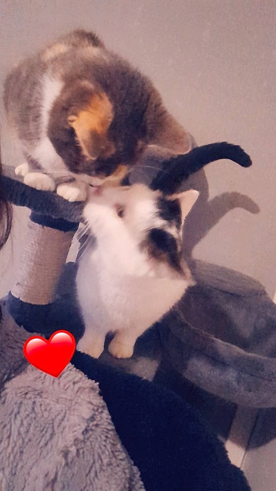 Panda a rejoint le concours — aidez-le/la à gagner de superbes lots ! canidae, carmine, carnivore, cat, claw, companion_dog, dog_breed, domestic_short_haired_cat, felidae, foot, fur, gesture, human_leg, mammal, paw, photo_caption, small_to_medium_sized_cats, snout, tail, whiskers