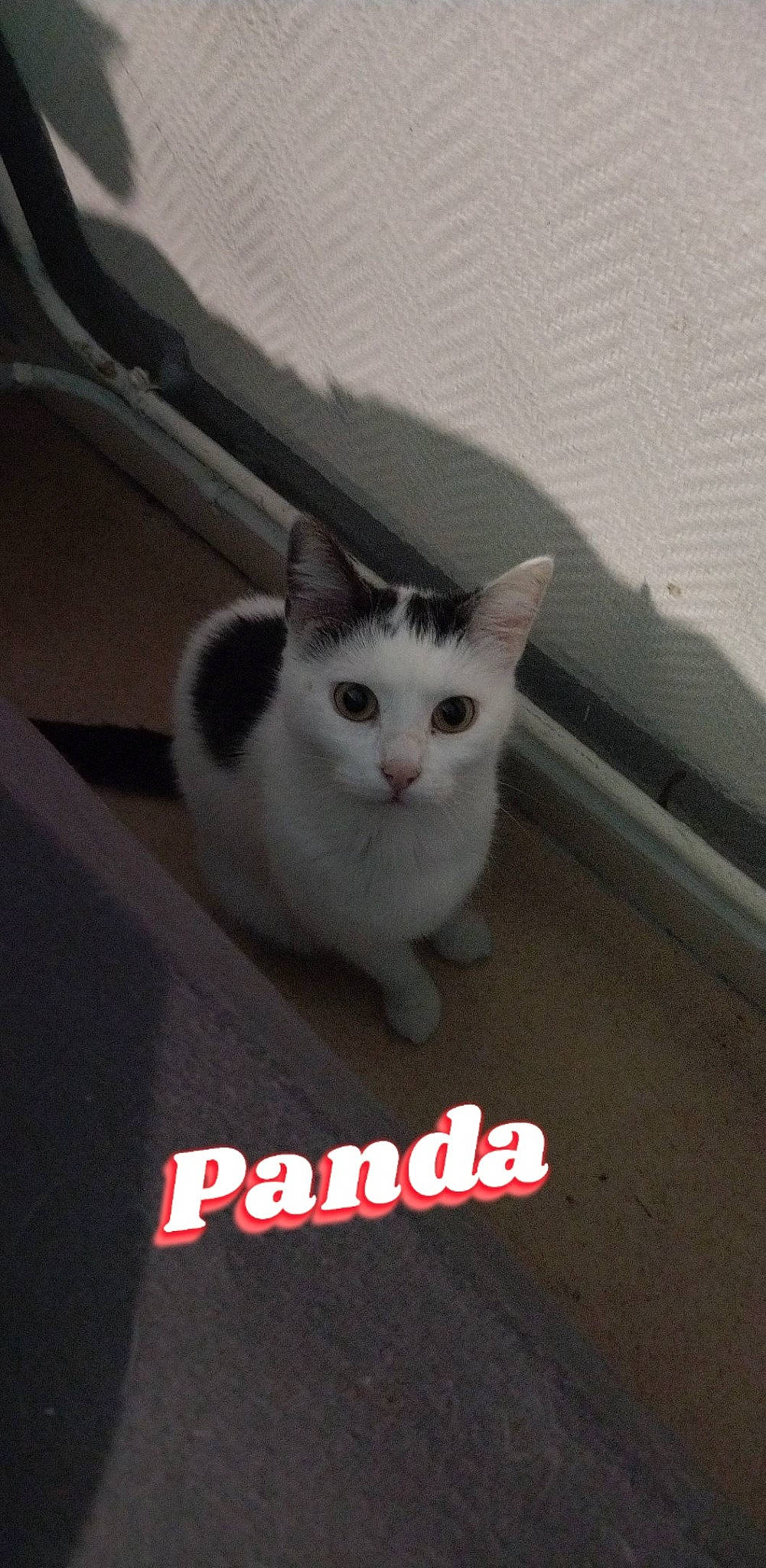 Panda participe au concours pour gagner de l'argent avec cette photo : automotive_exterior, automotive_lighting, carnivore, cat, domestic_short_haired_cat, felidae, font, fur, logo, paw, photo_caption, small_to_medium_sized_cats, snout, tail, whiskers